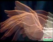 Flash loop 2164